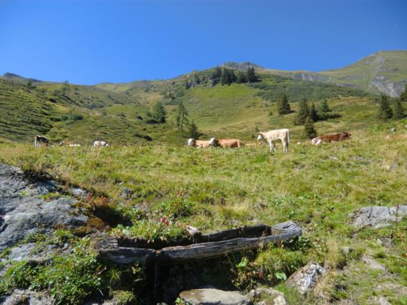 Rinderherde entlang des Weges