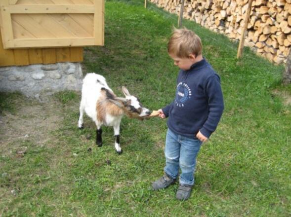 Hoftiere