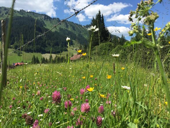 Blumenmeer in Bödmen