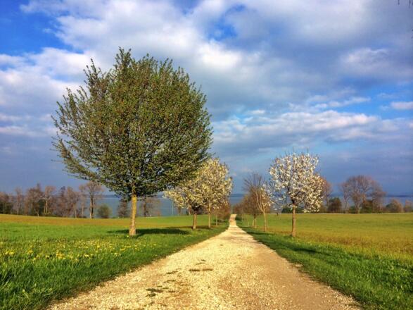 Seeweg Frühling