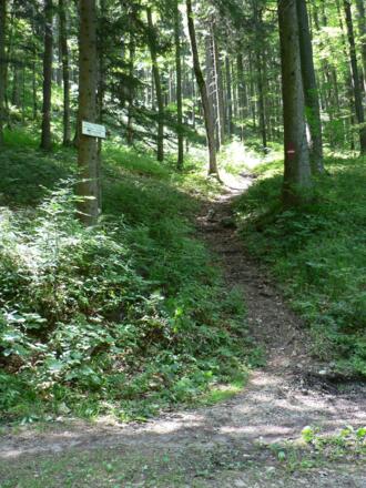 Wir überqueren die Forststraße das erste Mal, direkt gegenüber geht's weiter