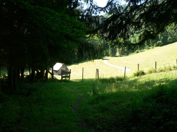 Aus dem Wald auf die Weide