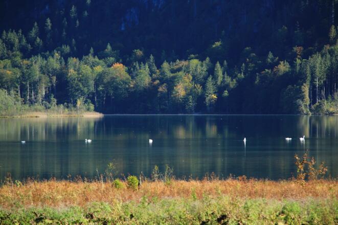 Almsee