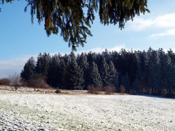 Gipfelwiese auf ca 850m