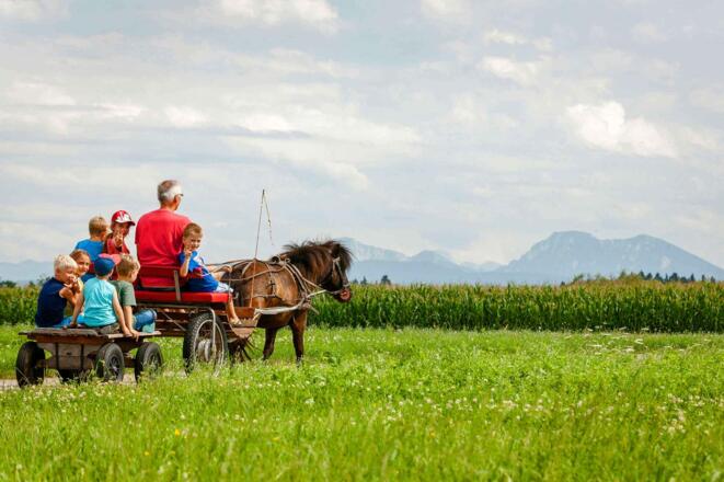 Tiere am Hof