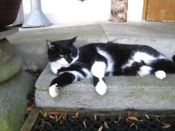Kater Karl