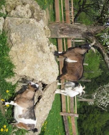 Leo, Nelly und Maya