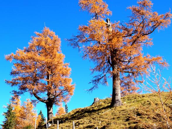 Lärchen am Schlussanstieg zum Feilkopf 1520m