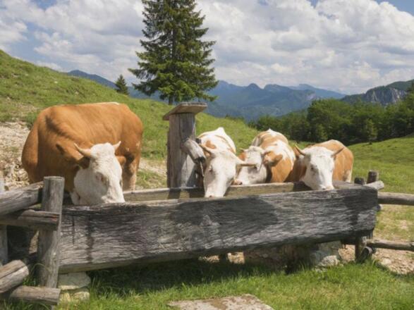 Kühe auf der Alm