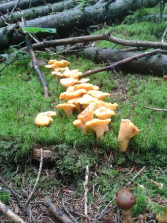 Eierschwammerl