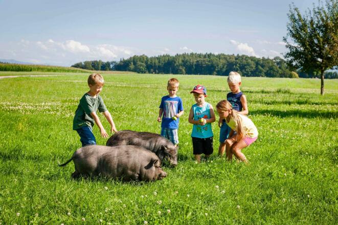Tiere am Hof