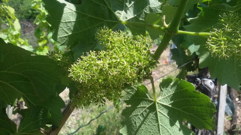 Weinblüte