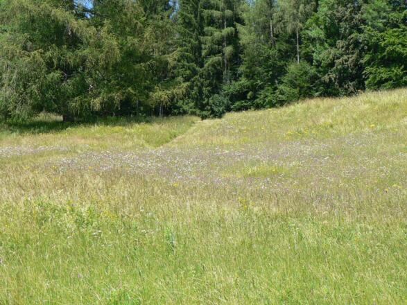an blühenden Blumenwiesen vorbei