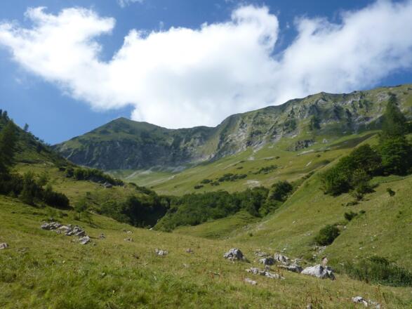 Kurz unterhalb der Moosenalm sieht man schon, warum sich so viele Tiere auf diesen grünen Wiesenhängen wohlfühlen!