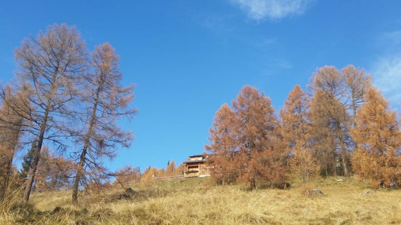 Wildbachhütte am Waldrand vom Gumma