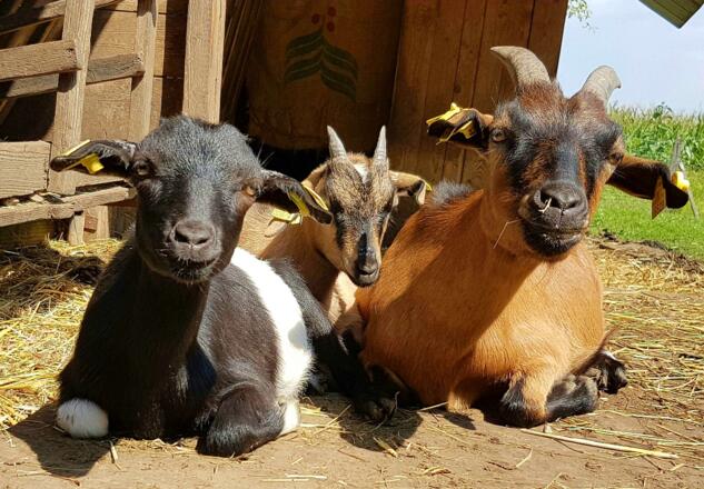 Tiere auf dem Hof