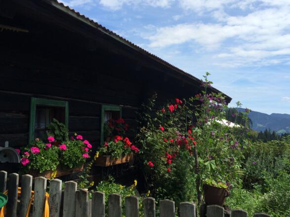 Blumenpracht auf der Rettenebenalm