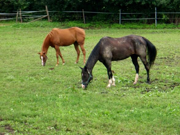 Reiterhof in Rienberg ~290m beim Rückweg