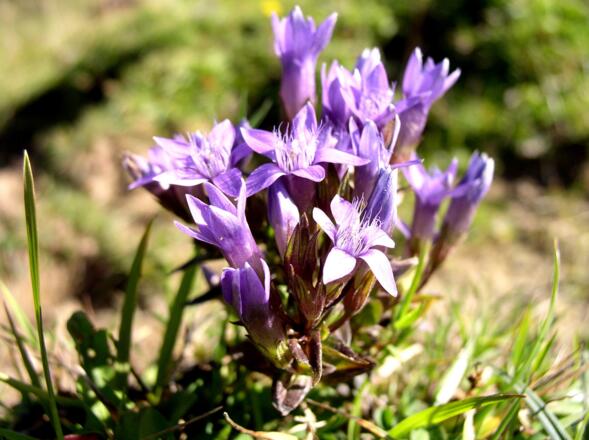 Herbstenziane