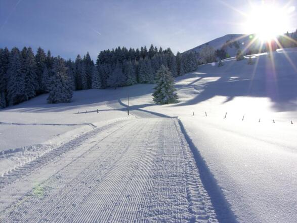 Zwischen Ochsenhofalpe und der Oberen Falzalpe