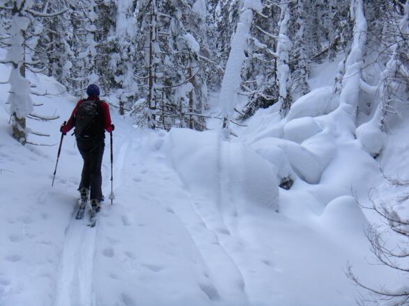tiefwinterlicher Hochwald