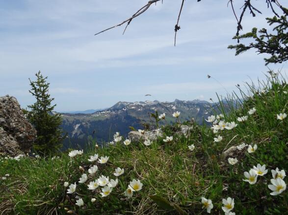 Frühlingsboten am Hochgerach