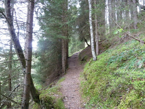 Waldsweg - Variante