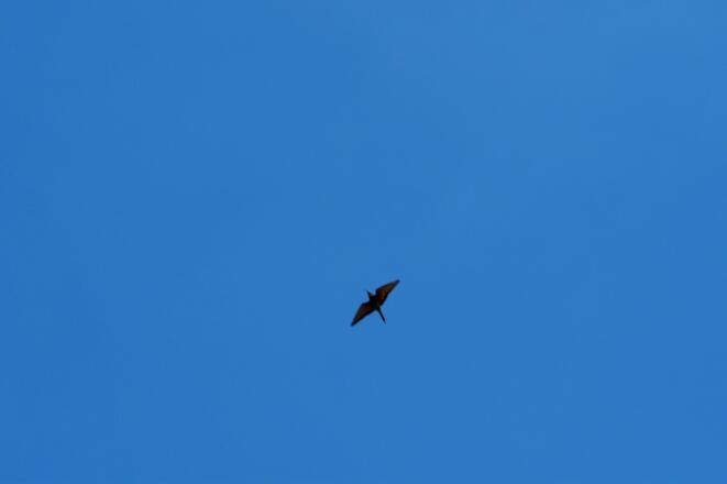 Bienenfresser beim Steinbruch, ~365m