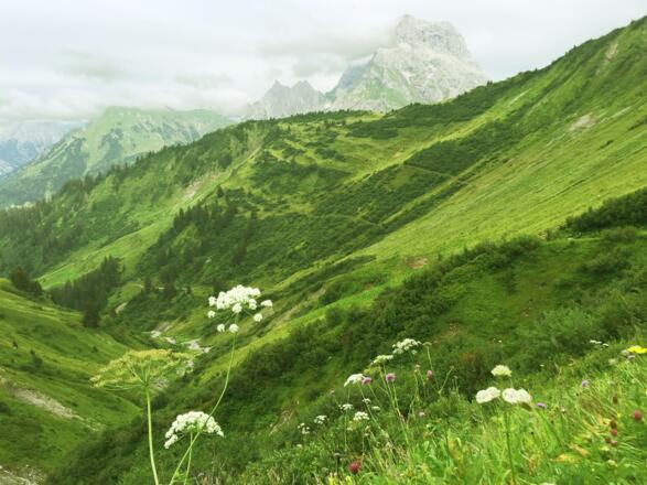 Blick zum Großen Widderstein