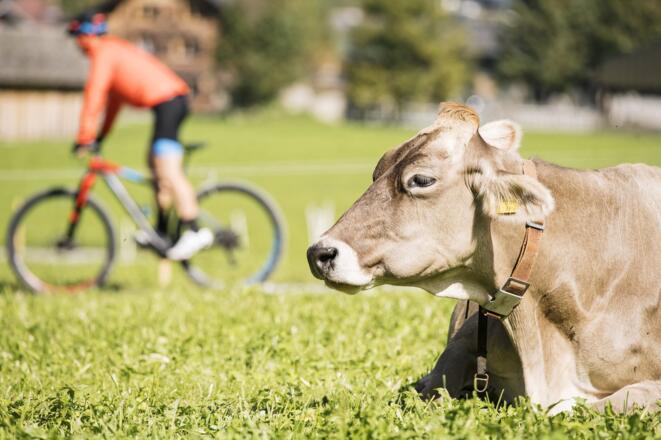Mountainbikestrecken im Bregenzerwald
