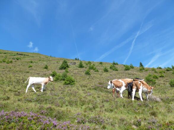 Almwiesen an der Südflanke der Sausteige