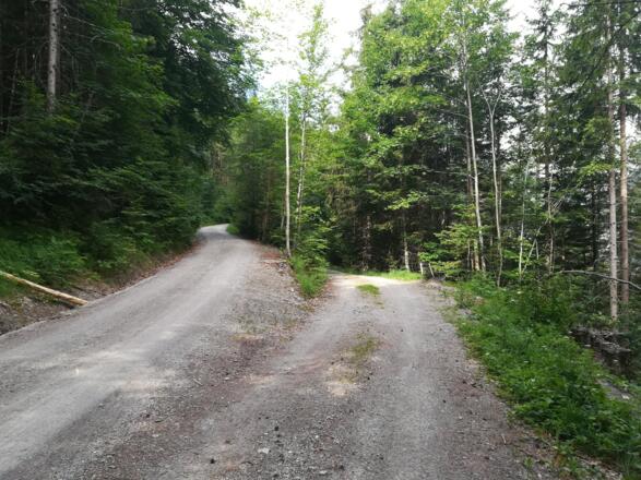 hier nach der Schranke dem linken Weg aufwärts folgen!