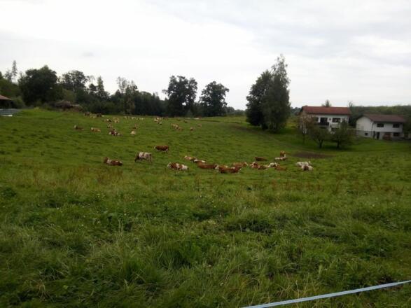 Unsere Küche auf der Weide