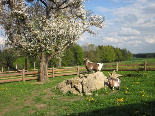 Ziegenweide