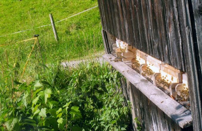 Unsere fleißigen Bienen