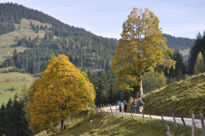 Wanderweg Maurachalm