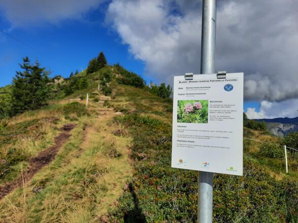 Informationen entlang des Blumen-Wanderlehrpfades