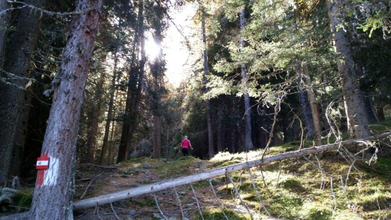Waldsteig führt ca. 15 Minuten