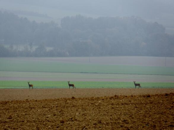 Rehe