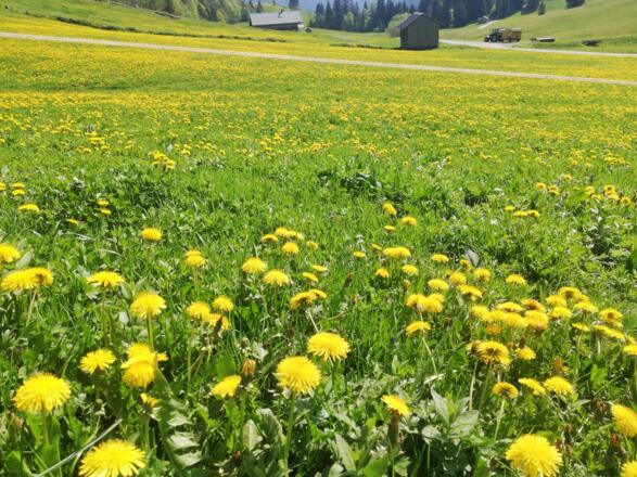 Alpe Rüschere Bizau
