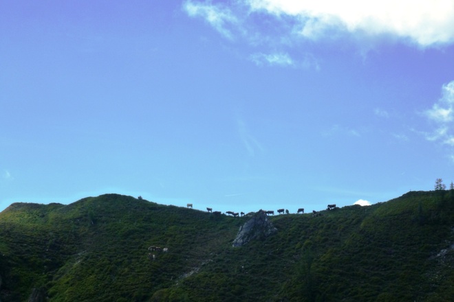 Kühe am gegenüberliegenden Hang