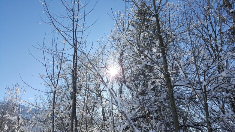 Tief verschneite Bäume