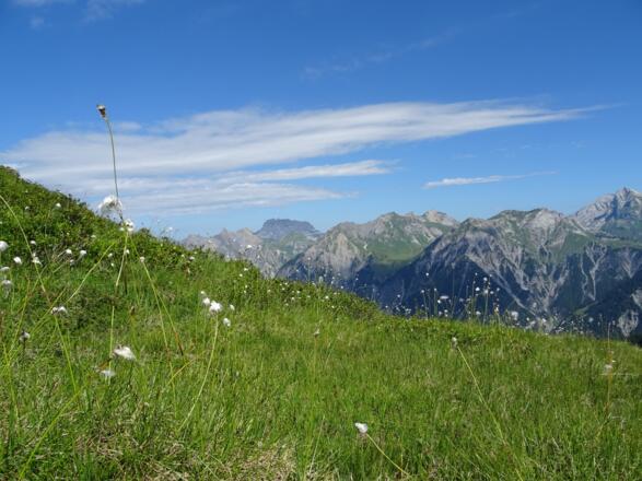 Wollgras schmückt den Weg