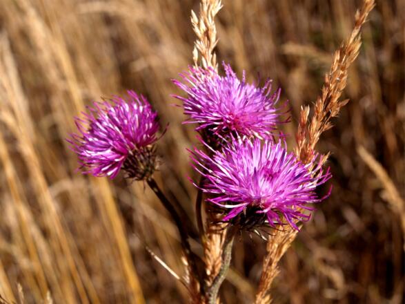 Alpendistel im November auf 1300m