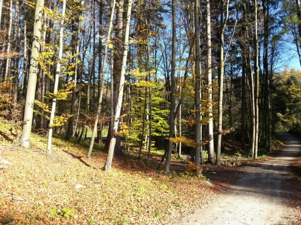 Über den Almerberg ins Wiestal