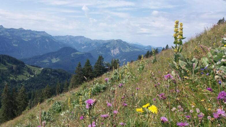 Blumenwiese auf der Alpe Sammere