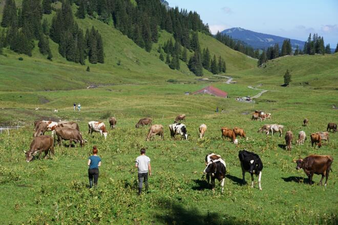 Alpe Kanis Mellau