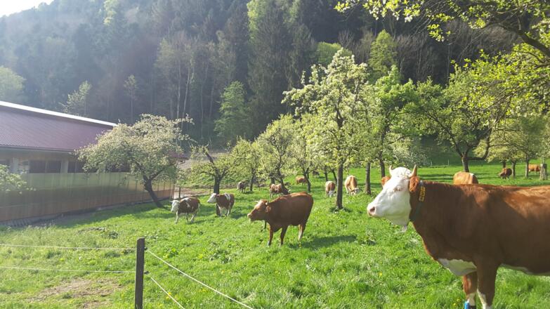 Kühe auf der Weide