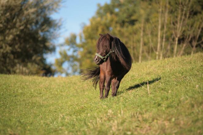Pferd auf der Koppel