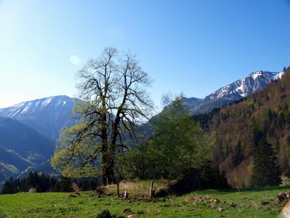 Zaglbaueralm 946m mit Baum, verfallen